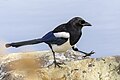 * Nomination An Eurasian magpie (Pica pica) on a rock. --Alexis Lours 21:37, 9 October 2023 (UTC) * Decline Unfortunately, the elements in the foreground spoil the view, and the feather on the left, sorry --PantheraLeo1359531 19:22, 12 October 2023 (UTC)