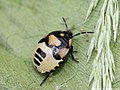 Eurydema oleracea (Linnaeus, 1758)