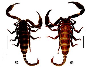 <i>Euscorpiops shidian</i> Species of scorpion