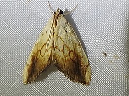 Evergestis consimilis