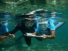Elevene på Saint-Leu-skolen dykker for å oppdage de marine rikdommene i deres pedagogiske marine område.