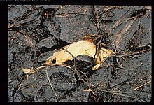 A decaying fish trapped in oil inside the Bay of Isles, Alaska after the Exxon Valdez oil spill. Exxon Valdez Oil Spill - 0085.jpg