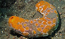 Eyed Sea Cucumber (Bohadschia ocellata) (8461965950).jpg