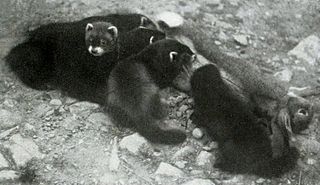 <span class="mw-page-title-main">Polecat–ferret hybrid</span> Hybrid domesticated mammal