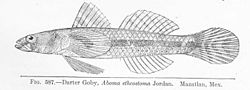 Aboma etheostoma