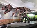 FMNH Tyrannosaurus rex Sue.jpg