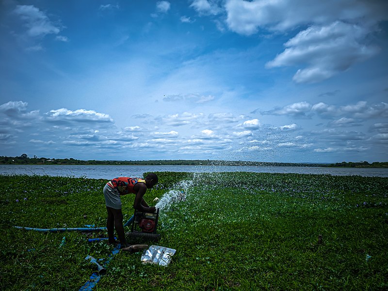 File:Farmer watering crops.jpg