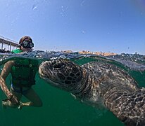 Fauna marina en Los Órganos, Talara 01.jpg