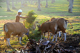 Bantengs domestiques (Bos domesticus) nourris à Bali.