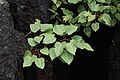 * Nomination Ficus arnottiana --Vengolis 01:41, 26 August 2017 (UTC) * Promotion Good quality. -- Johann Jaritz 02:00, 26 August 2017 (UTC)