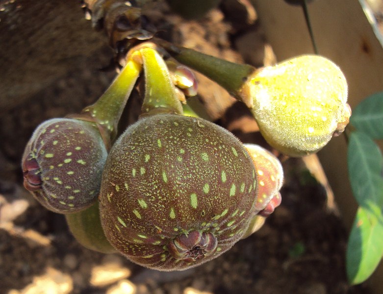 File:Ficus auriculata 03a.JPG