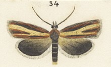 Fig 34 MA I437624 TePapa Plate-XXV-The-butterflies full (cropped).jpg