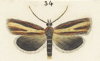 <i>Gelophaula tributaria</i> Species of moth