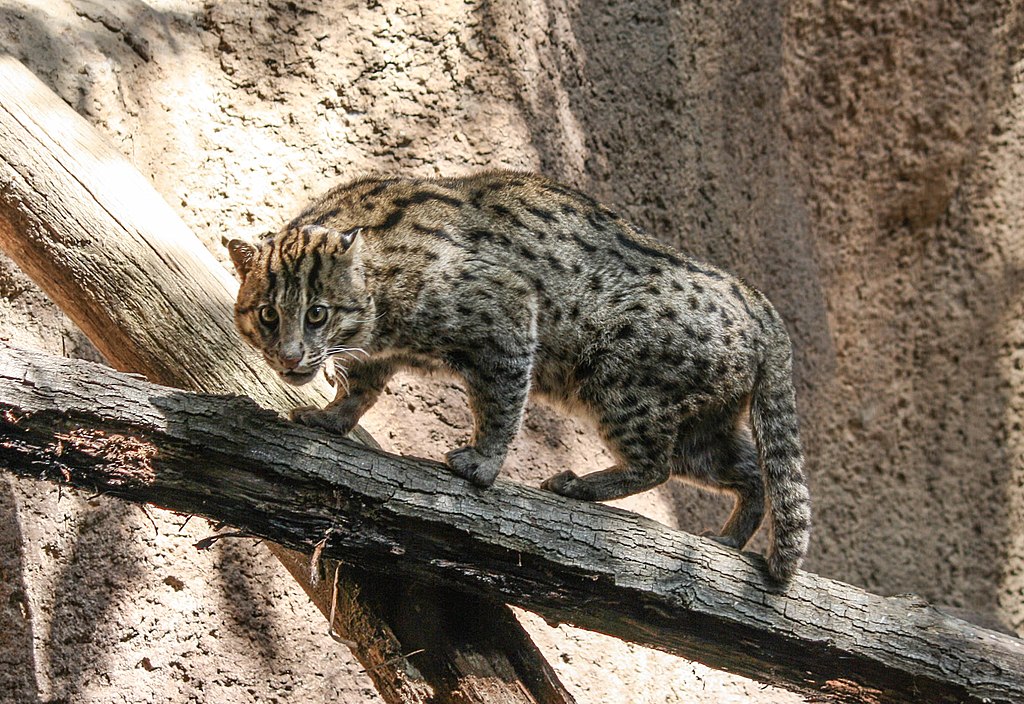 Fiskerkatt (San Diego Zoo) Foto: Bernard Gagnon (2013)  