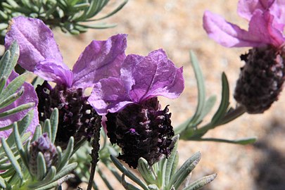 Lavandula