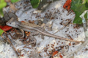 Florida Scrub Lizard - Sceloporus woodi, Lake June-in-Winter Scrub State Park, Lake Placid, Florida.jpg