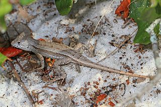 <span class="mw-page-title-main">Florida scrub lizard</span> Species of lizard