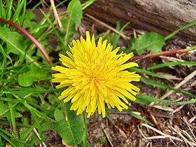 Paardenbloem