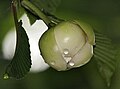 Flower bud opening in ಕೊಲ್ಕತ್ತ, ಪಶ್ಚಿಮ ಬಂಗಾಳ, India.