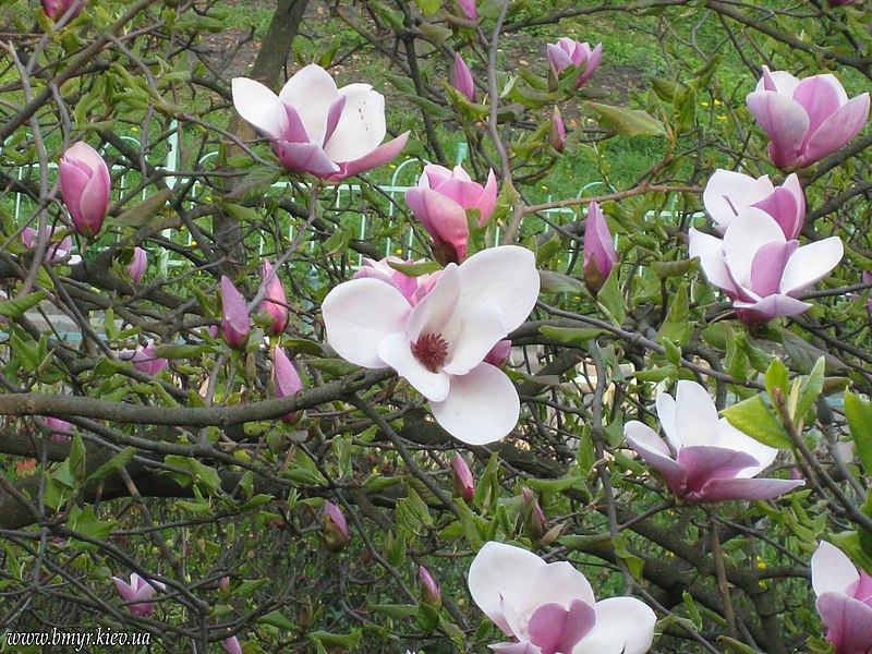 File:Flowers tree at Fomin Botanic Garden - panoramio.jpg