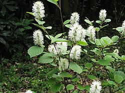 Isohöyhenpensas (Fothergilla major)