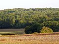 Vignette pour Forêt de Quatre Vaux