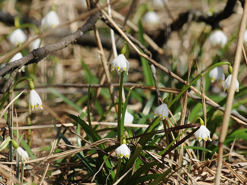 File:Frühlings-Knotenblume, Leucojum vernum 55.JPG