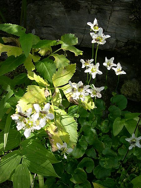 File:Fringed Grass of Parnassus (Parnassia fimbriata) - Waterton Lakes National Park - Flickr - Jay Sturner.jpg