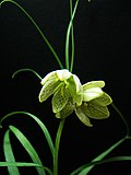 Fritillaria verticillata1TANAK.jpg