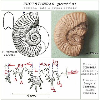 <i>Fuciniceras</i> Genus of molluscs (fossil)