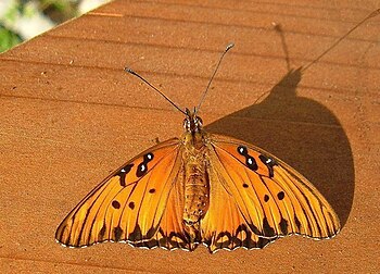 Gulf Fritillary butterfly and shadow