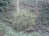 ]] (Vallès Occidental, Baix Llobregat, Barcelonès) (Sant Cugat del Vallès, Barcelona, Cerdanyola del Vallès i altres). This is a a photo of a natural area in Catalonia, Spain, with id: ES510066 Object location 41° 26′ 24″ N, 2° 06′ 36″ E  View all coordinates using: OpenStreetMap