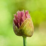 Gebarsten bloemknop van een Kogellook (Allium sphaerocephalon) 15-05-2022. (d.j.b) 02.jpg