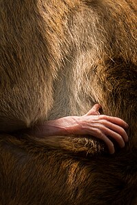 Gentle grip of a baby Toque macaque under its mother's care