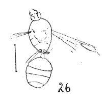 File:Gesomyrmex hoernesi femelle Mayr 1937 N. Théobald éch R225 x3 p. 212 Pl. XIV Hyménoptères du Sannoisien de Kleinkembs.pdf