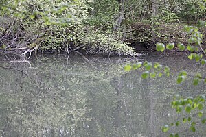 Waters in the Elmuß nature reserve in the Schweinfurt district.jpg