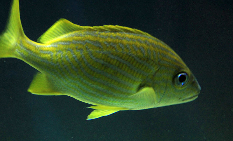 File:Gfp-french-grunt.jpg