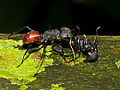 Fourmi géante Camponotus gigas