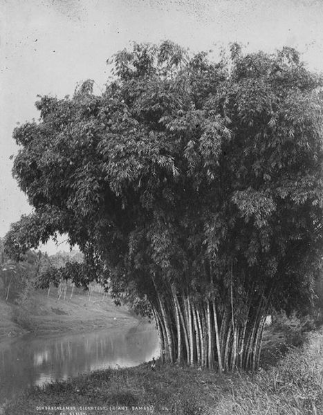 File:Giant Bamboo in Celyon 1870s.jpg