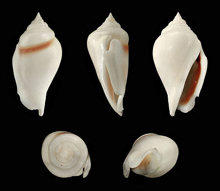 Gibberulus gibberulus