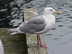 Glaucous-winged Gull RWD2.jpg