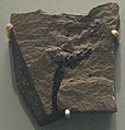 Fossile di Gogia stephenensis