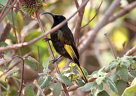 Golden-winged Sunbird (Drepanorhynchus reichenowi) (46533653022).jpg