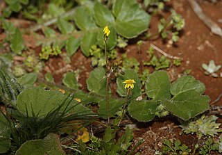 <i>Goodenia pusilliflora</i> Species of plant