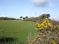 Gorse in bloom at Meaver - geograph.org.uk - 367259.jpg