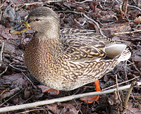 Uk: Neornithes Ik: Neognathae Öo: Galloanserae O: Anseriformes F: Anatidae S: Anas Us: Anas A: Anas platyrhynchos Gräsand (hona) i Sala, Västmanland.