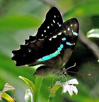 <i>Graphium gelon</i> Species of butterfly