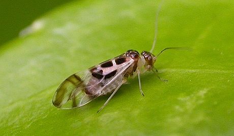 Psocoptera