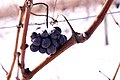 Grappillon de Pinot noir arrivé à maturité en hiver au lieu de l'automne