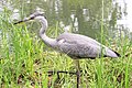 Graureiher (grey heron) - Ardea cinera - in Köln (Cologne) auf Schwimminsel im Rautenstrauchkanal